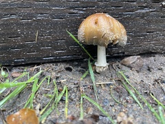 Coprinellus bipellis