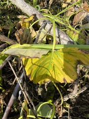 Xanthosoma sagittifolium