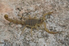 Aegaeobuthus cyprius