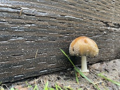 Coprinellus bipellis