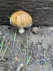 Coprinellus bipellis