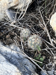 Escobaria emskoetteriana