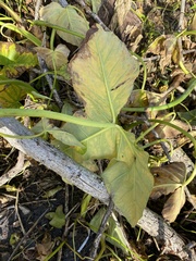 Xanthosoma sagittifolium