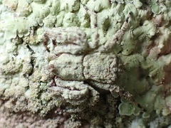 Stephanopis altifrons