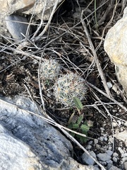 Escobaria emskoetteriana