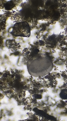 Coscinodiscophycidae
