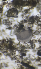 Coscinodiscophycidae