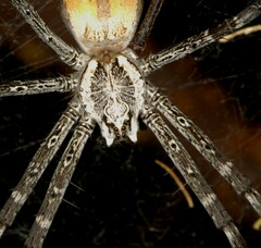 Euprosthenops australis