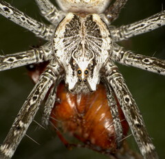 Euprosthenops australis