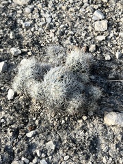 Escobaria emskoetteriana