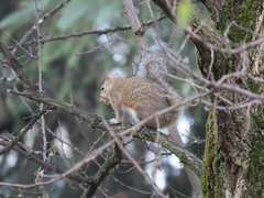 Sciurus carolinensis