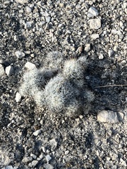 Escobaria emskoetteriana