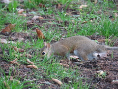 Sciurus carolinensis