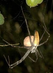 Euprosthenops australis