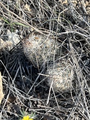 Escobaria emskoetteriana