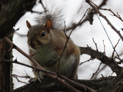 Sciurus carolinensis