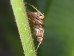 Oxyopes variabilis