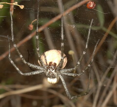 Euprosthenops australis