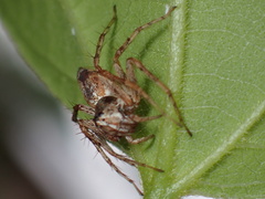 Oxyopes variabilis