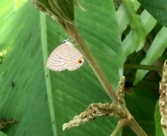 Jamides celeno aelianus