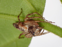Oxyopes variabilis