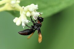 Rhynchium haemorrhoidale