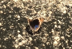 Junonia orithya wallacei