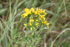 Hypericum tetrapterum