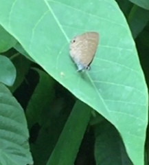 Anthene emolus goberus