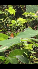 Drupadia ravindra moorei