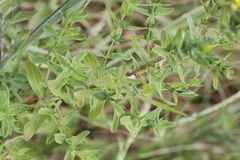 Hypericum tetrapterum