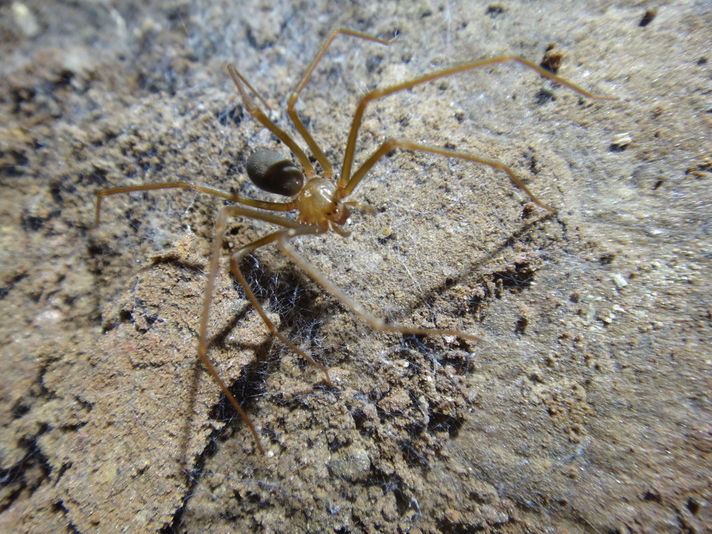 Loxosceles adelaida