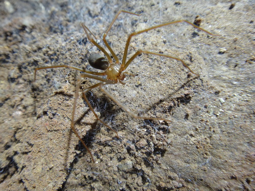 Loxosceles adelaida
