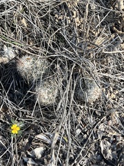 Escobaria emskoetteriana