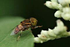 Eristalinus megacephalus