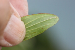 Hypericum tetrapterum