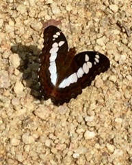 Moduza procris milonia