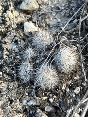 Escobaria emskoetteriana