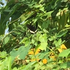 Papilio polytes romulus