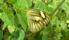 Appias libythea olferna
