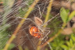 Euprosthenops australis