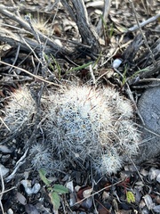 Escobaria emskoetteriana