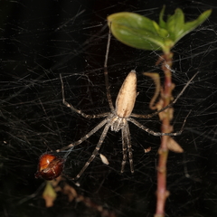 Euprosthenops australis