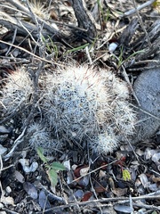 Escobaria emskoetteriana