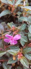Heterocentron elegans