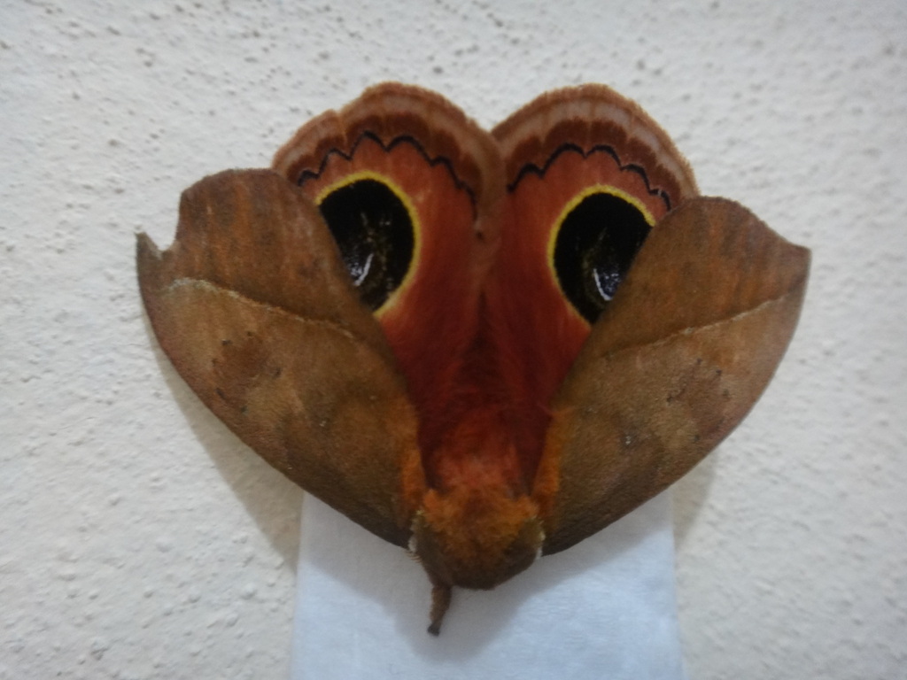 Pseudautomeris erubescens