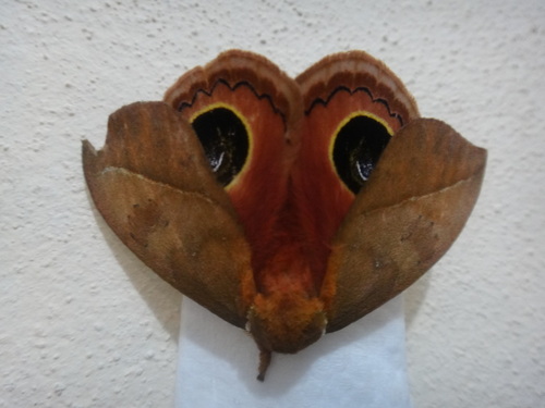 Pseudautomeris erubescens