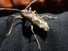 Macropophora accentifer