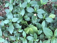 Trichodesma calycosum
