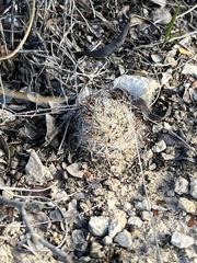 Escobaria emskoetteriana